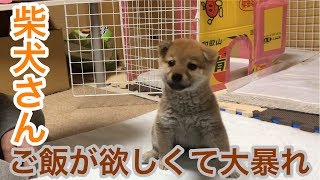 ごはん前に大暴れする柴犬コロ