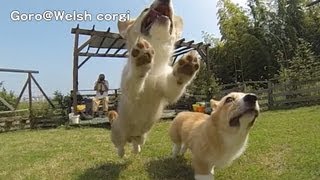 20130907 Part 10 cute corgi puppies run & jump on grass / コーギー子犬 ドッグラン