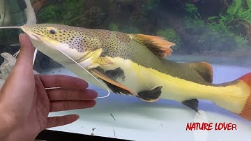 CHIA TAY EM NGÂN LONG VÀ HỒNG VỸ MỎ VỊT SIZE KHỦNG || BIG REDTAIL CAT FISH