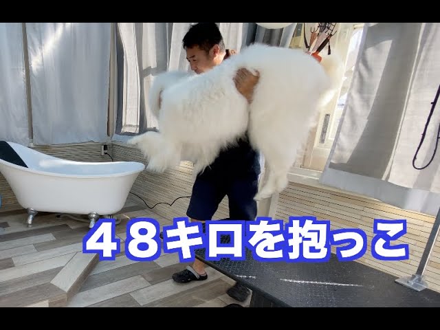 グレートピレニーズ　シャンプーしながら確認です