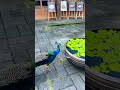 🦚 공작새가 물 먹는 거 보셨나요? #한림공원 #공작새 #peacock #제주도