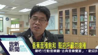 世新新聞 香蕉面積飽和 縣府呼籲勿搶種