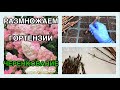 ✂️КАК ЧЕРЕНКОВАТЬ ГОРТЕНЗИИ 🌸 Размножаем метельчатые гортензии🌿