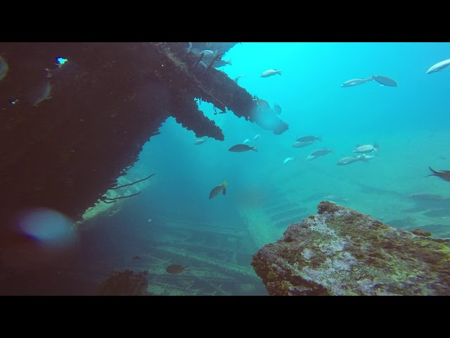 Experience Wreck Diving in Aruba