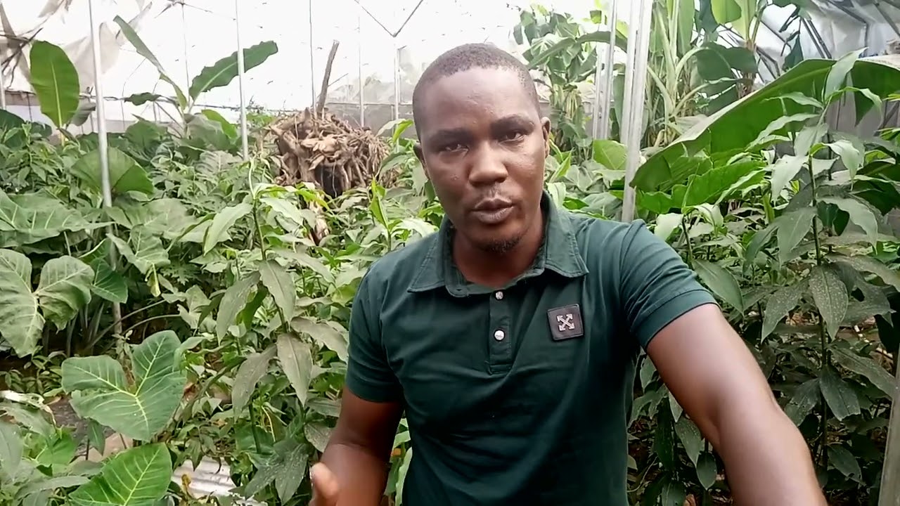 Thousands of Snails Produced in the Green House (Results Proof)