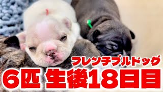 【生後18日目】そろそろ立って歩くかも時期！！