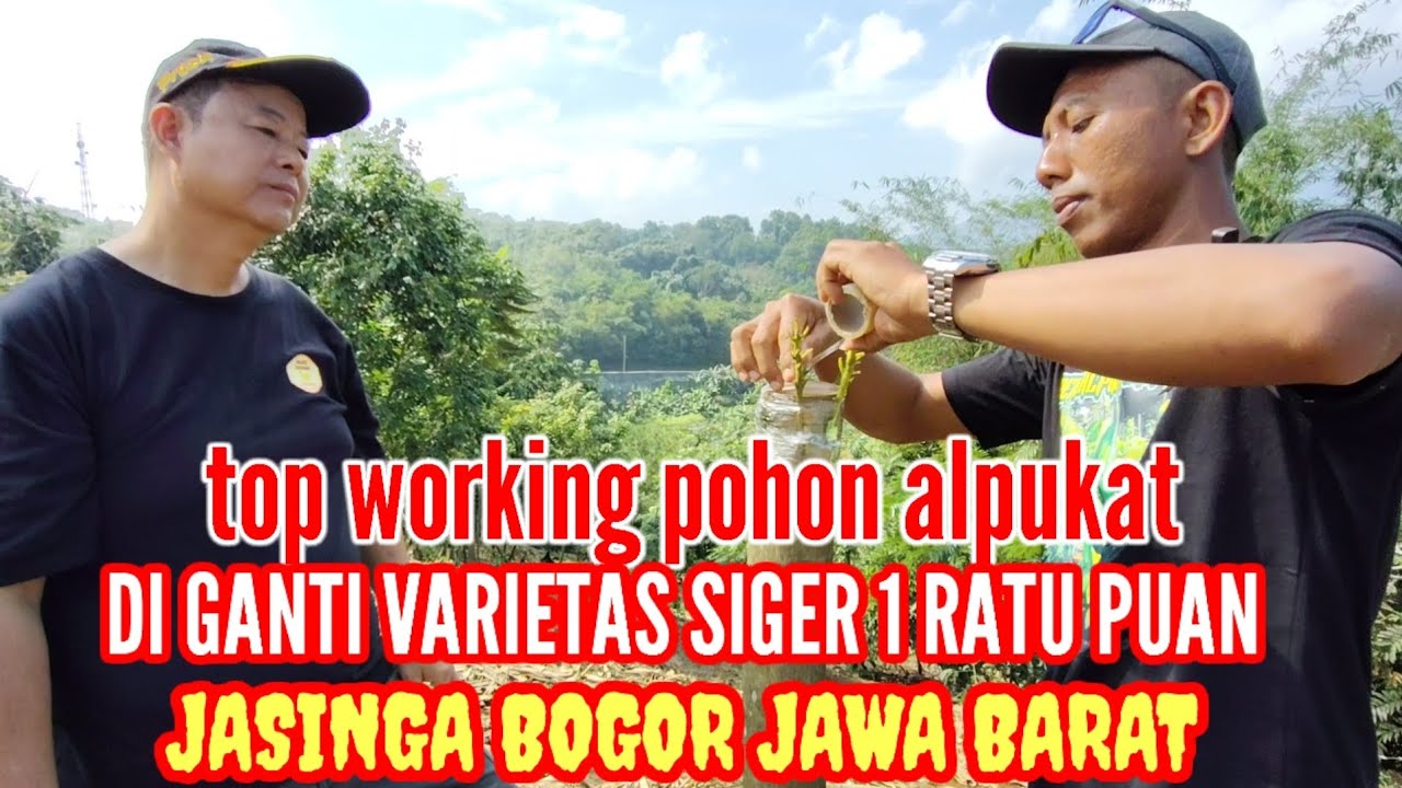 PERGANTIAN VARIETAS                      (TW) TOP WORKING DI GANTI SIGER 1 RATU PUAN 