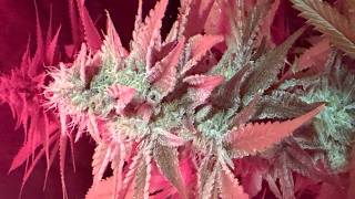 Good vibes only smoke session