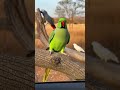 Cute Ringneck Parrot💚🦜 #ringneckparrot #parrottalking #lovebirds