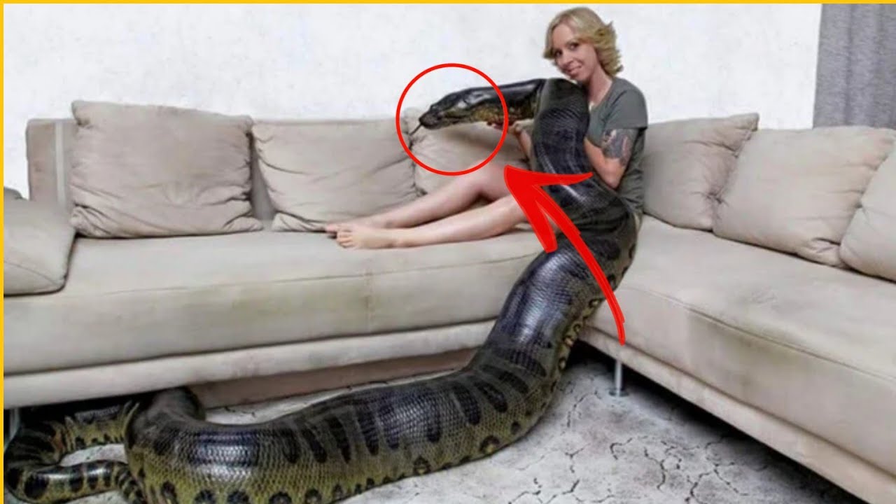 She is snake. Анаконда питон и женщина. Змея Анаконда заглатывает питона.