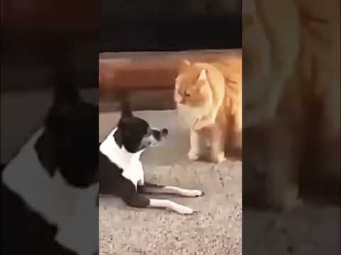 Из жизни котов и собак. From the life of cats and dogs. #fantasy #petsvideo #cat #catvideos #dog