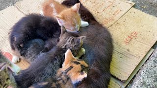 Cute Mother Cat breastfeeding her kittens. Kittens are so beautiful.