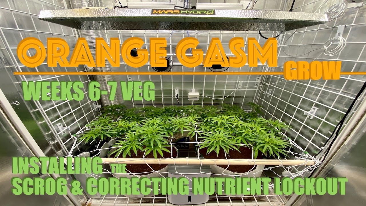 SCROG | Orange Gasm Cannabis Grow | Nutrient Lockout in Coco | Mars