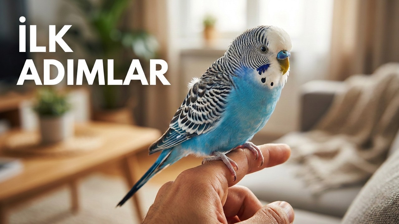 Yavru Muhabbet Kuşu Aldım Ne Yapmalıyım?Çok Önemli Detaylar ( Yeni Alınan Muhabbet kuşu REHBERİ)