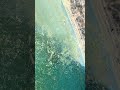 ケンミジンコとタマミジンコ