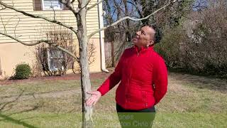 Tree Canopy Fund process with Wilma Jones