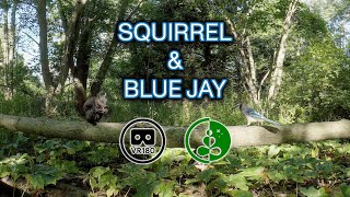 🌲 Up Close with Nature | VR180 Forest Wildlife Experience (Squirrels & Blue Jays) in 8K