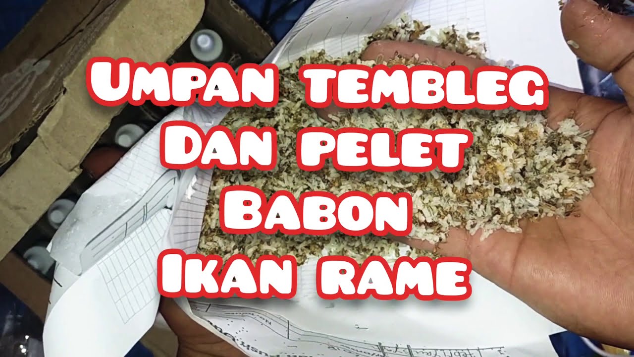 Umpan tembleg dan pelet kiki riri ikan mas JADUL babon ikan rame TEMBLEG