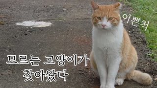 새로운 길냥이들이 오기시작했다