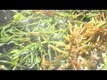 ヒジキの収穫　始まる　春の磯で刈り取り
