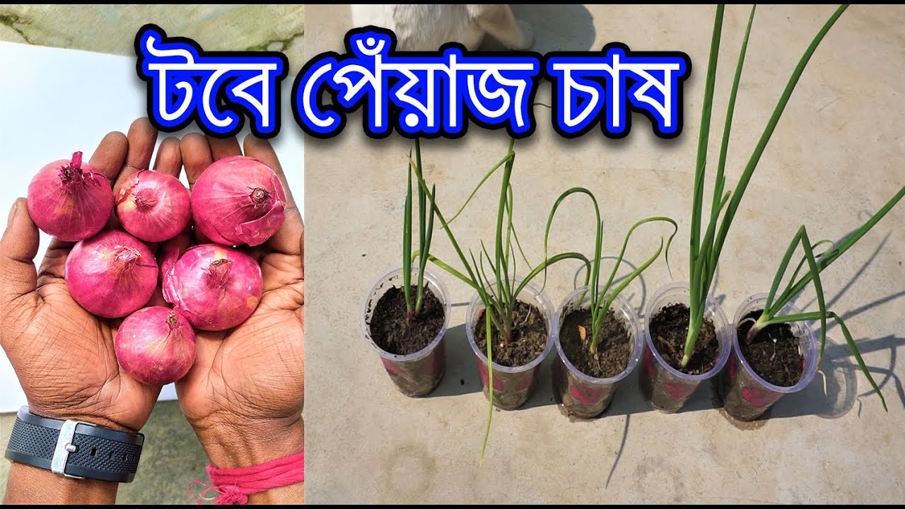 Easily grow onions in small container / টবেই করুন পেঁয়াজ চাষ / Grow