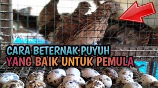 CARA TERNAK AYAM PETELUR UNTUK PEMULA, UNTUNGNYA BISA SAMPAI RATUSAN JUTA. 