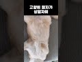 부럽다 부러워 #고양이 #고양이일상