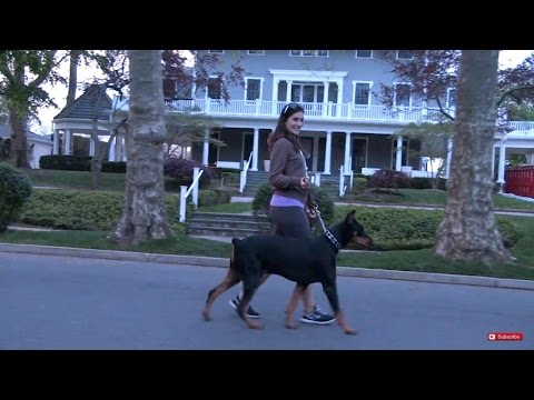 Doberman Walking Tutorial * Made Easy *