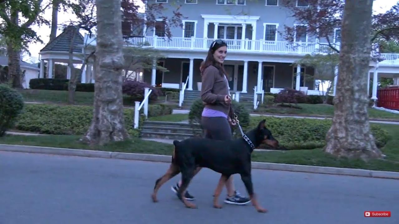 doberman leash training
