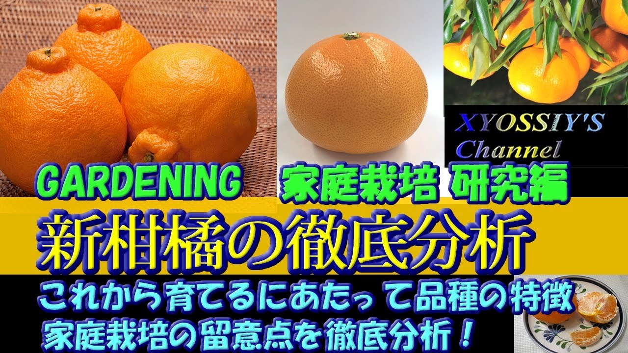 XYOSSIY's Life Channel] Home Cultivation Research: A Thorough