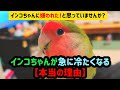 インコちゃんが急に冷たくなる【本当の理由】　インコちゃんに嫌われた！と思っていませんか？