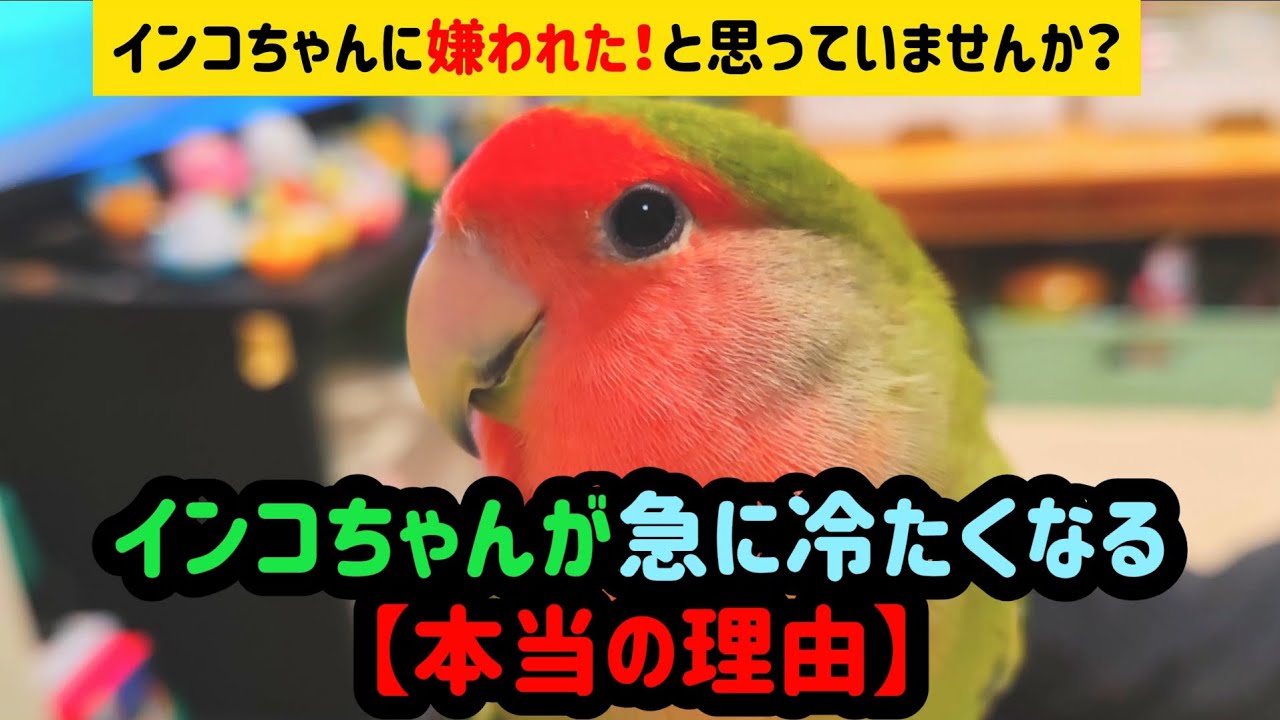 インコちゃんが急に冷たくなる【本当の理由】　インコちゃんに嫌われた！と思っていませんか？