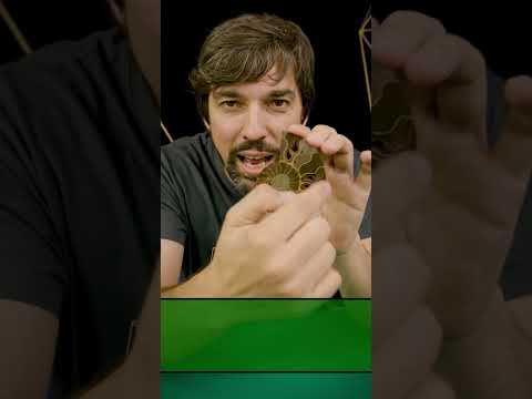 Fractales y Geometría del AMONITE - Matemáticas en la Naturaleza  |DIVERMATES| #SHORT