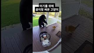아기를 위해 곰이랑 싸운 고양이