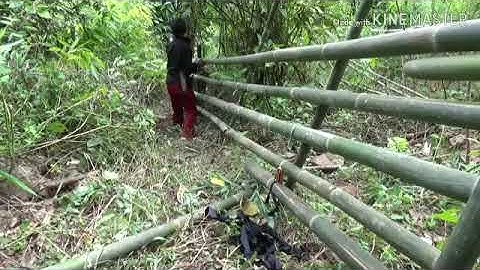 Nub no kuv poj niam Wb mus xov qos ntoo nawb cov phooj yws