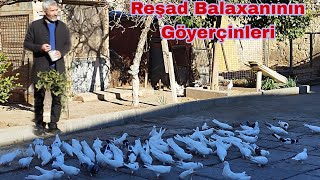 Reşad Balaxanının Göyerçinleri Bakı Goyercinleri