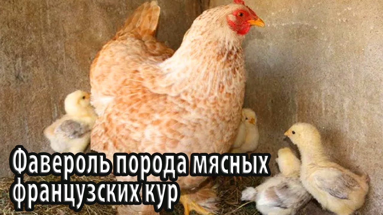 Породы кур цыплята фото