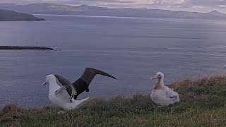 Royal Albatross - WYL 💙 comes to feed his chick Plateau twice in the morning 🦑🐙🦑