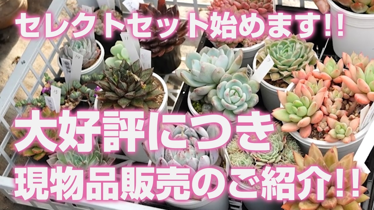 【多肉植物】大好評につき現物品販売のご紹介!!セレクトセット始めます!!【succulent】トロピカルガーデン