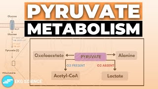 Pyruvate Pathways | Metabolism