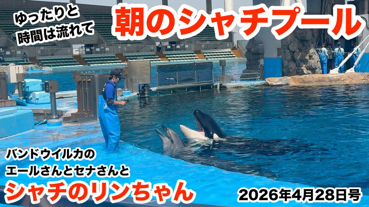 ゆったり時間の流れる朝のシャチプール 2026年4月28日号【名古屋港 
