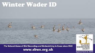 How to... Identify Winter Waders