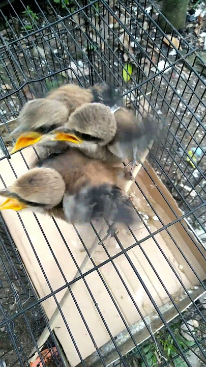 Anak burung cendet umur 1 minggu #shorts #burungcendet #cendetgacor