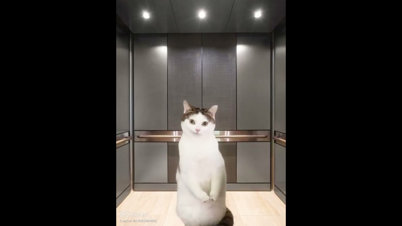 kitty cat - YouTube