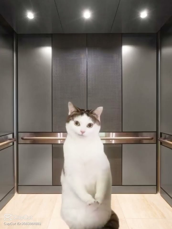 kitty cat - YouTube