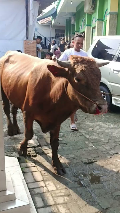 #takbiran #iduladha #masakecilbahagia #sapi #kurban #1445h #qurban #masyaallahtabarakallah
