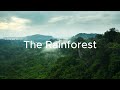 The Rainforest| Amazing Facts about The Rainforesst
