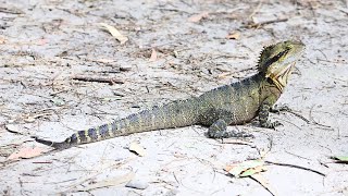 BEAUTIFUL WILDLIFE PHOTOGRAPHY AUSTRALIA