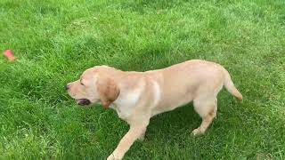 English Labrador Retriever Puppies for sale in Michigan