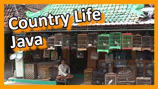 Country life on Java, a countryside bicycle tour near Yogyakarta, Indonesia screenshot 4